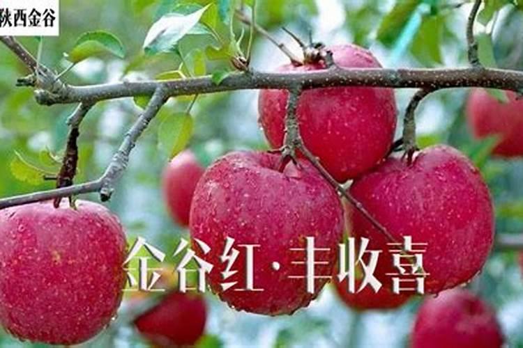 苹果套袋后施什么化肥 施肥要点有哪些