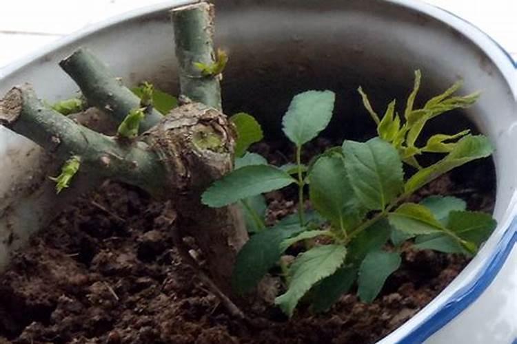 番茄什么时候冲钙肥好 注意事项有哪些