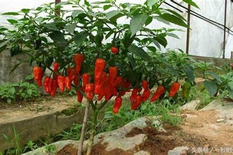 农村露天种植辣椒,怎么追肥才能产量高？