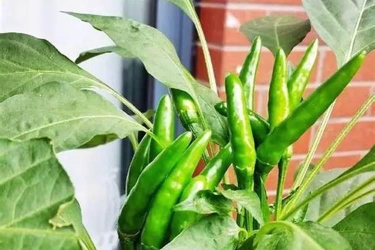 腐植酸钠是不是危险品？