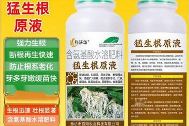 荞麦种植中蛴螬很常见,荞麦种植如何防治蛴螬？