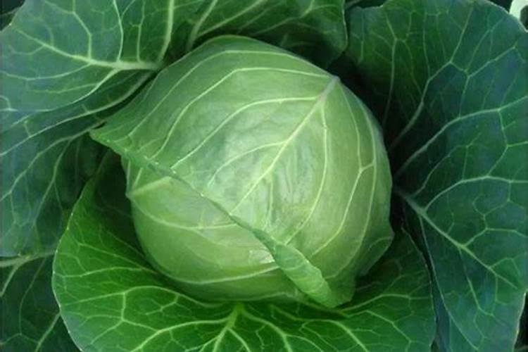 月季夏季施肥时间和方法