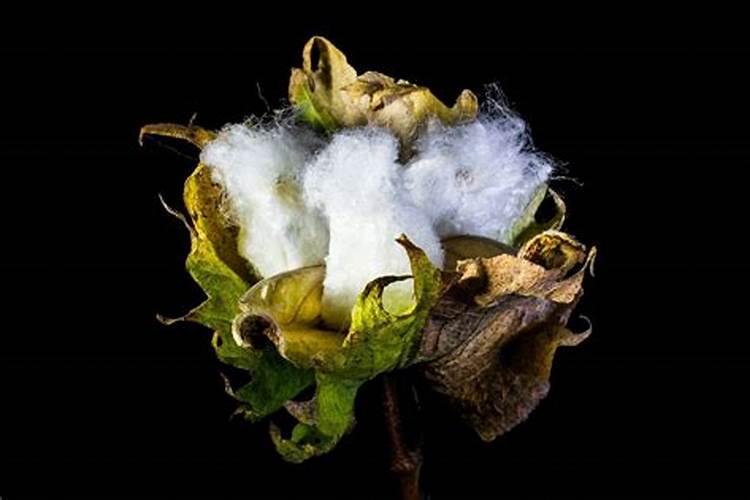 苞米长密虫打什么药