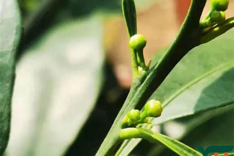 天堂鸟开花怎么养护