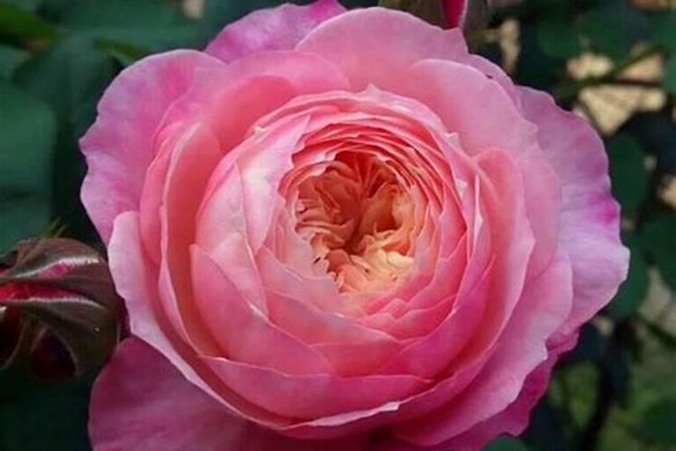 法师多肉的叶子可以繁殖吗