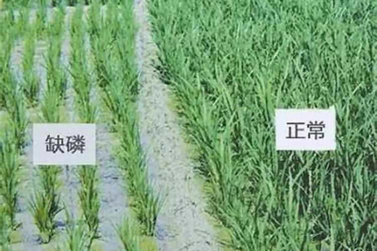 磷肥是农作物的重要肥料之一,怎样施用磷肥才能提高养分利用率？