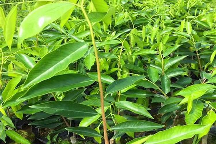 大豆用什么复合肥好