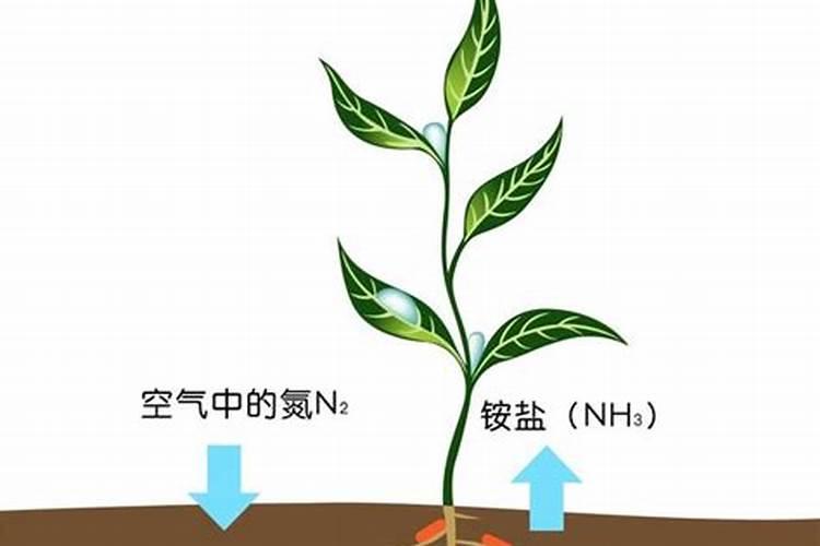 家里种草莓施什么肥料