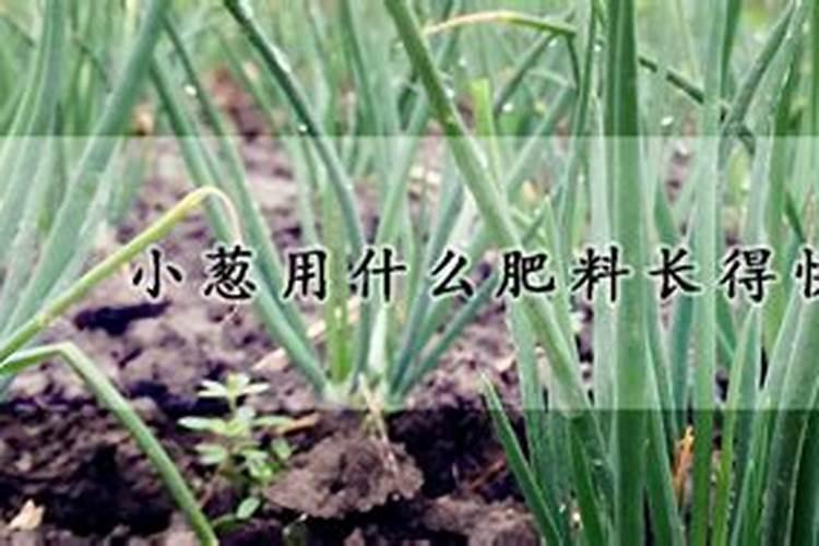 大葱叶面喷什么肥料好 用什么肥料长的快
