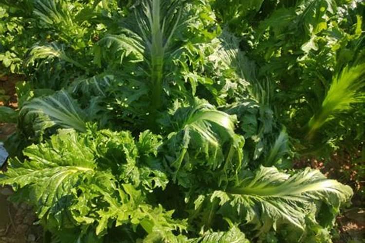 一喷红的用法说明是什么