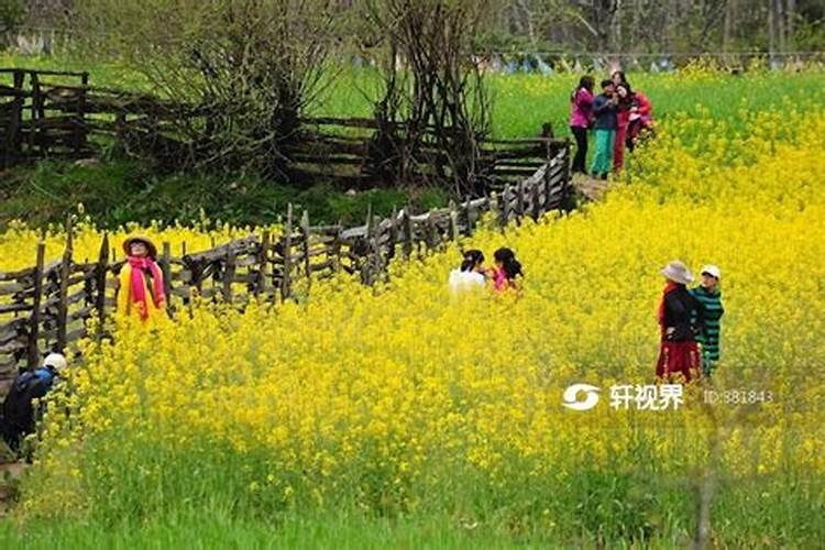 香蕉和芭蕉哪个含钾高