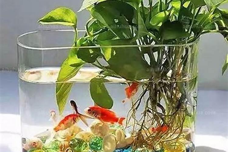 种草莓要下什么肥料