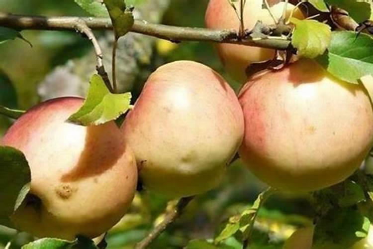 什么牌子的润唇膏好用