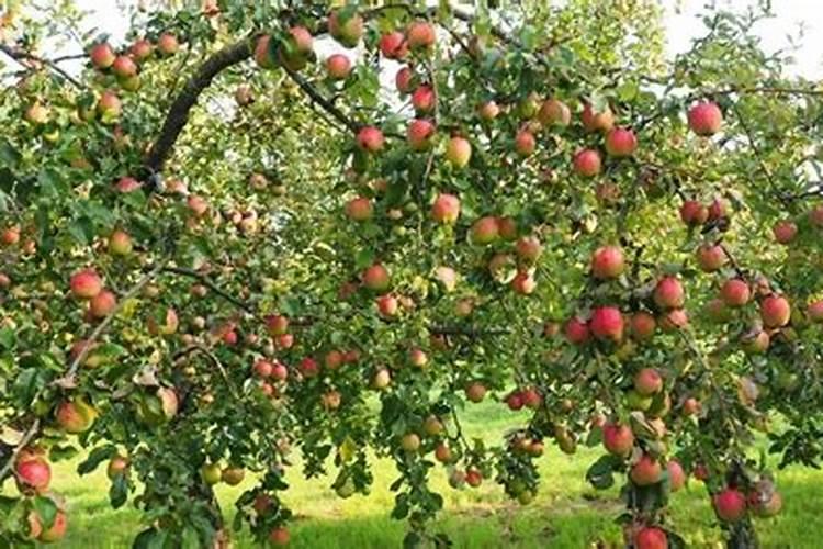 100斤水配多少黄腐酸钾灌根