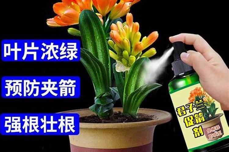 桃树需要哪些肥料？我们该如何给桃树施肥呢？