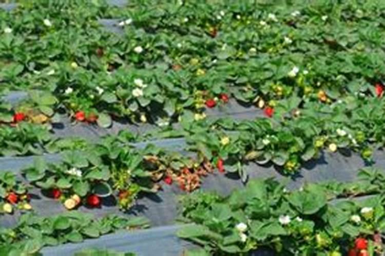 烟碱是一种什么东西