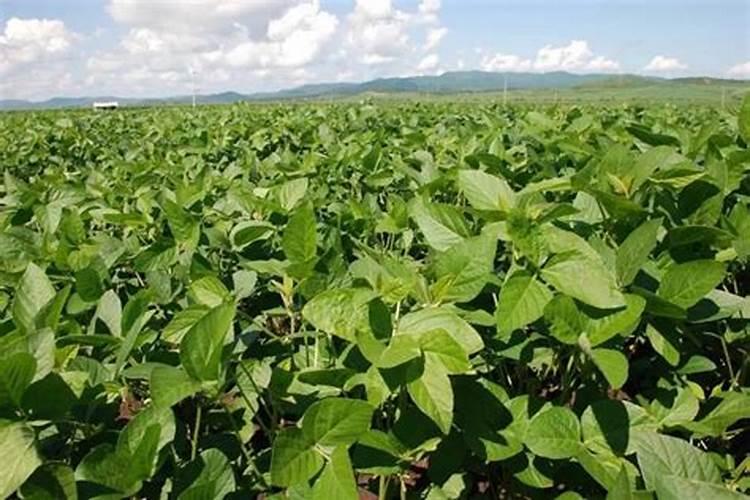 吉林市玉金山绿色生物有机肥有限公司怎么样？