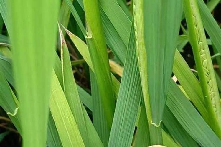 颗粒水溶肥料的使用方法有哪些？