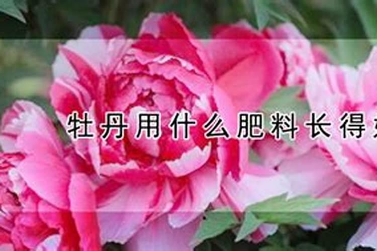 牡丹花用什么肥料好