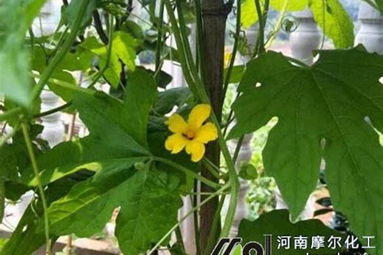 秸秆灰的成分怎么测定