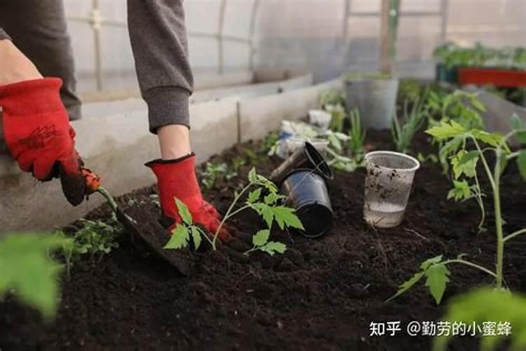 水稻齐穗后还需要打什么农药
