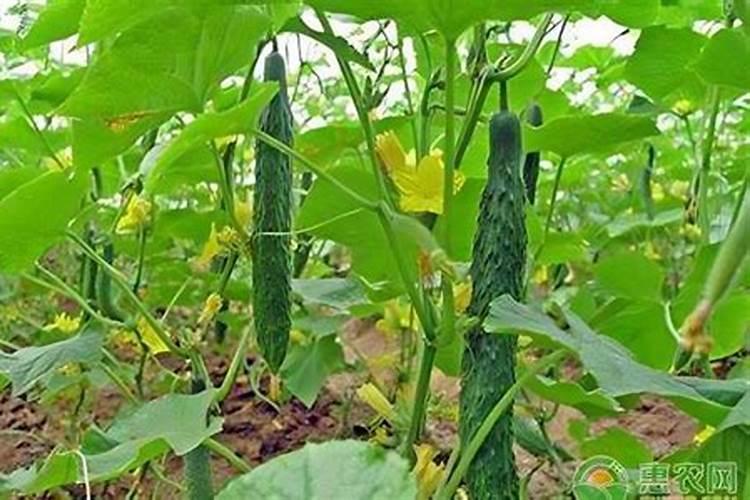 黄瓜几天一浇水几天一施肥
