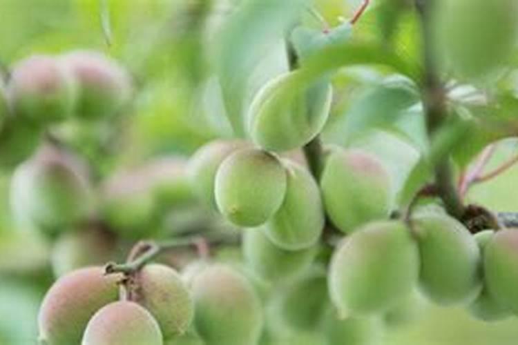 花椒树能用芸苔素吗？