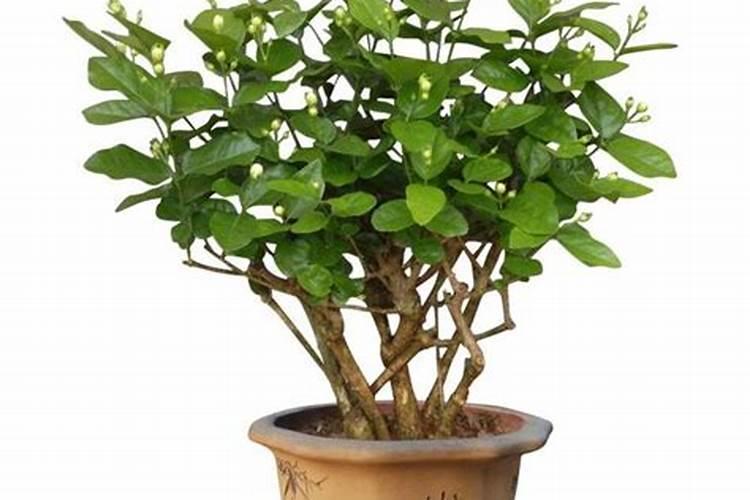 花椒用什么肥好？这篇文章告诉你!