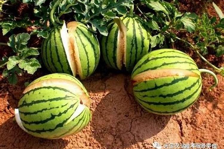 樱桃施肥过多导致樱桃树坏了如何解决