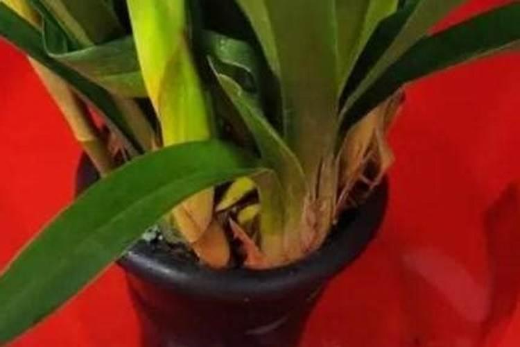 如何养大花蕙兰