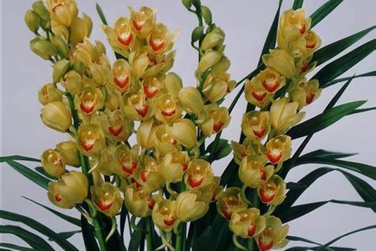 大花蕙兰施肥方法 怎样给大花蕙兰施肥