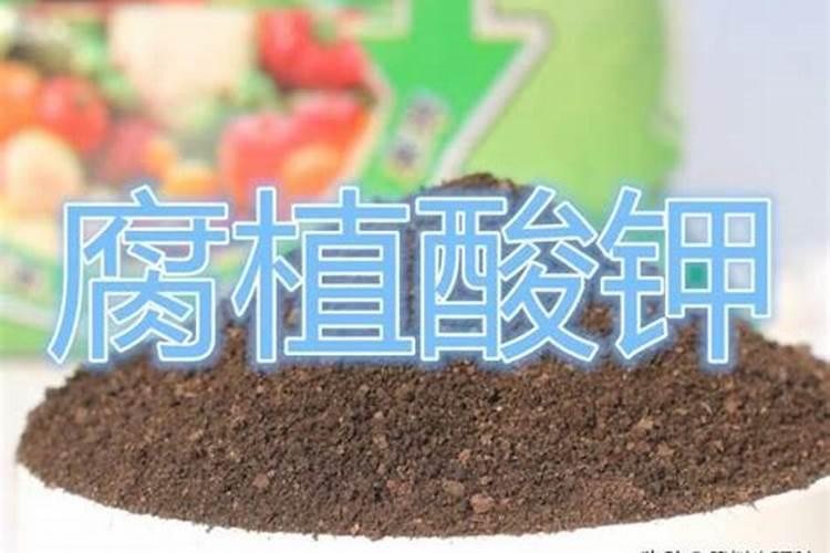 南瓜黄叶病用什么药