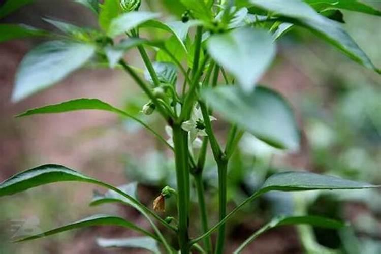 月季长花苞后怎么施肥