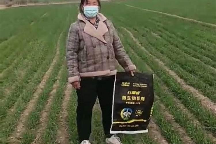 栀子花花苞时浇什么肥料(栀子花施什么肥才能长出花蕾)