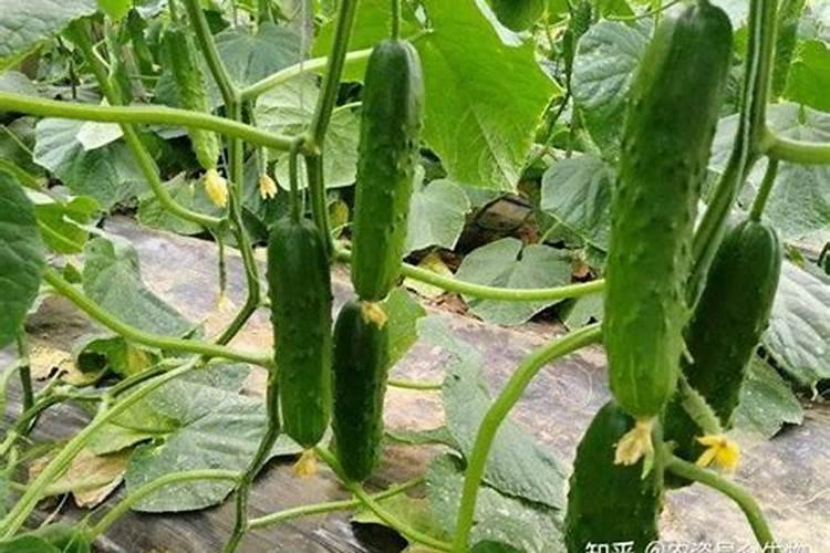 苦瓜亩产量多少斤