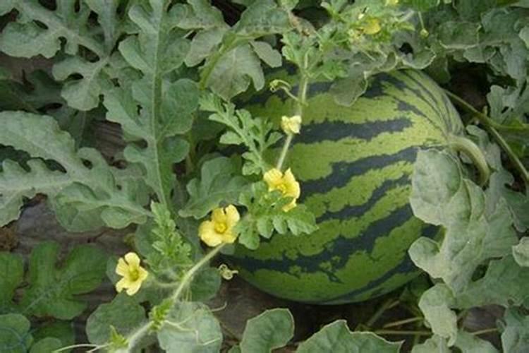 西瓜苗怎么移栽种植才好(西瓜幼苗移植注意哪些问题)