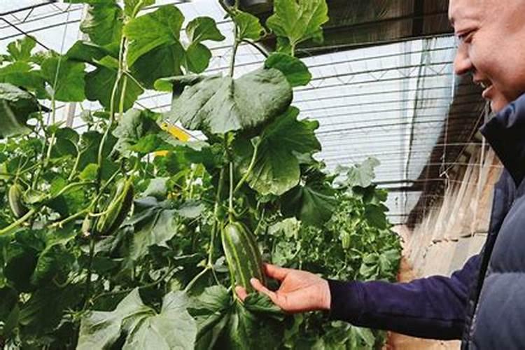 磷酸二氢钾的肥害有什么表现？