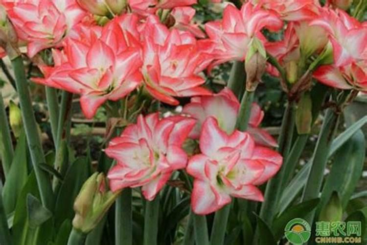 尿素大颗粒和小颗粒有什么区别 大颗粒尿素好还是小颗粒尿素好