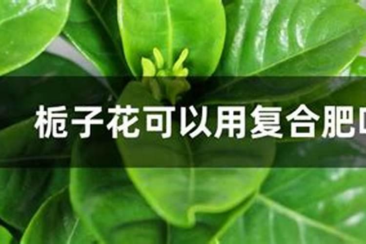 栀子花多久施肥一次 栀子花多久施肥一次介绍