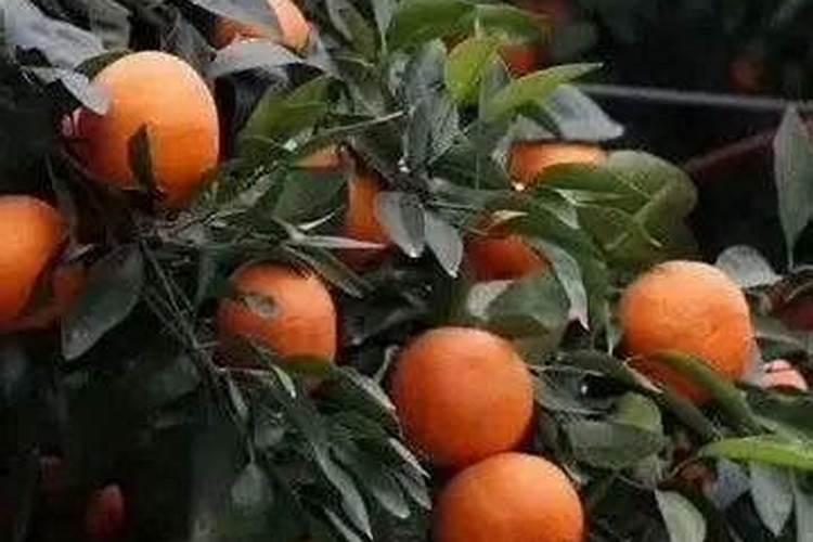 噻苯隆能用在柑橘上吗