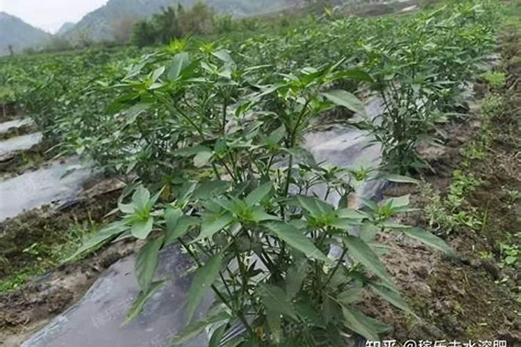 如何给小麦施钾肥？