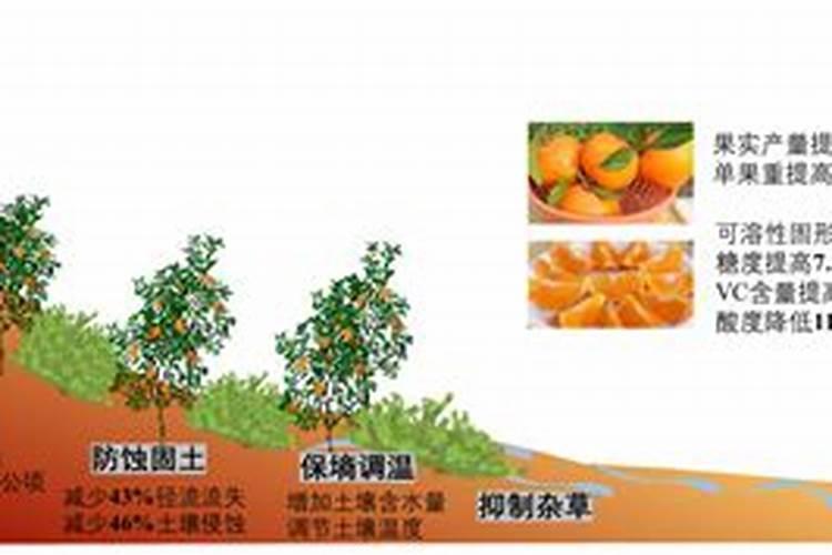 种植柑橘时,你认为最佳的施肥时间是什么时候？