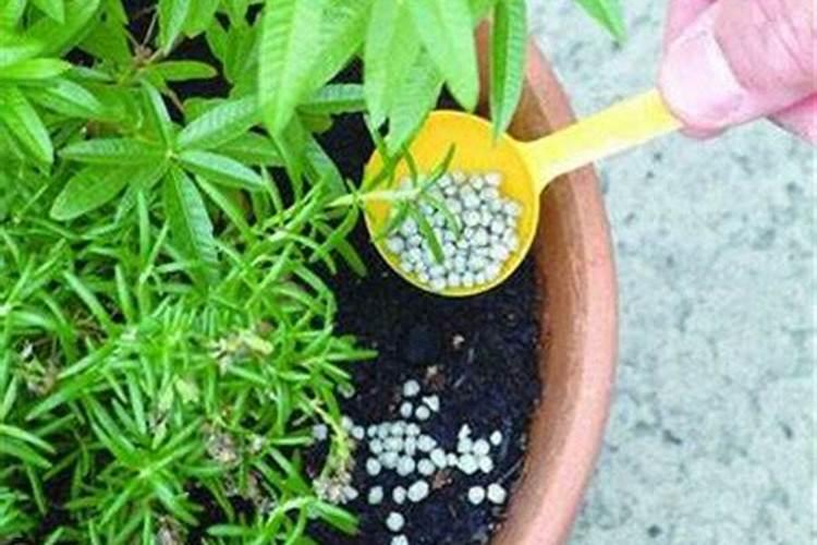 大棚冬季种植黄瓜,要使用叶面肥吗？