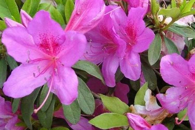 糖庶用什么肥料比较粗大？