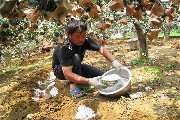 花盆里换什么土比较好