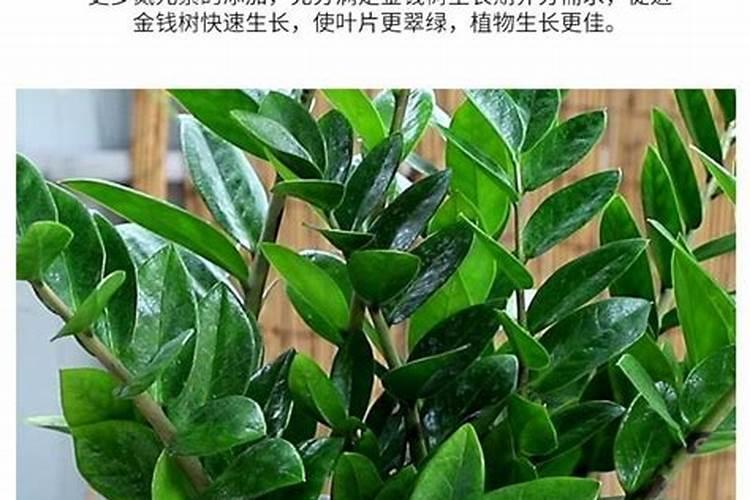 冬枣树施肥的最佳时间