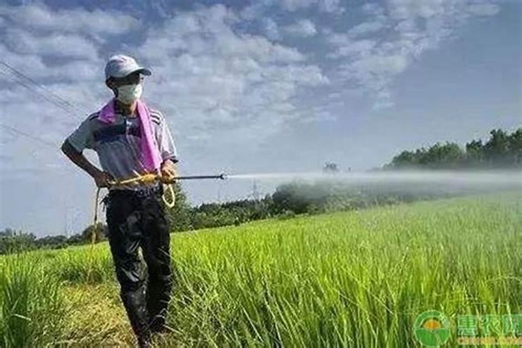 绿花菜的养殖方法