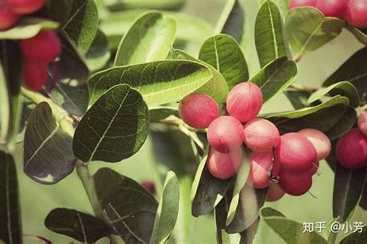 麦冬种子怎么种植