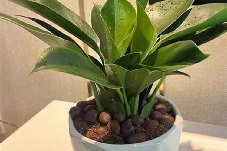 速生杨怎样施肥