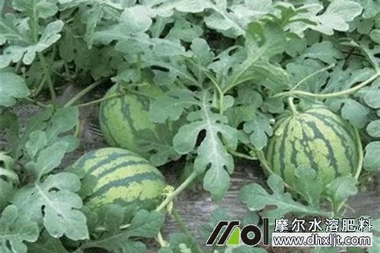 大棚西瓜高产栽培方法